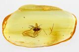 Fossil Beetle Larva (Coleoptera) & Fly (Dolichopodida) in Baltic Amber #315206-1